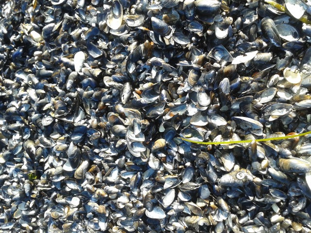Muscheln am Strand von Rügen