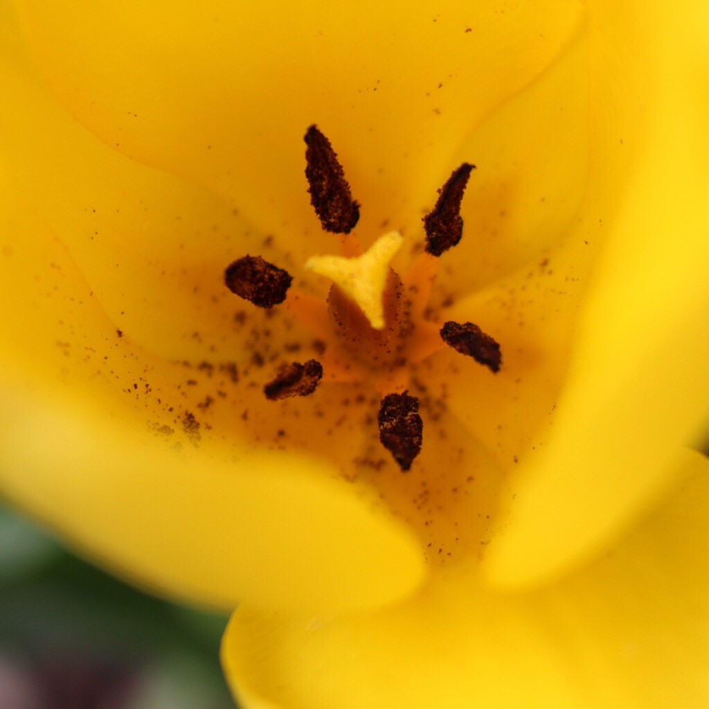 Tulpe Makro gelb Blüte Blütenstaub 