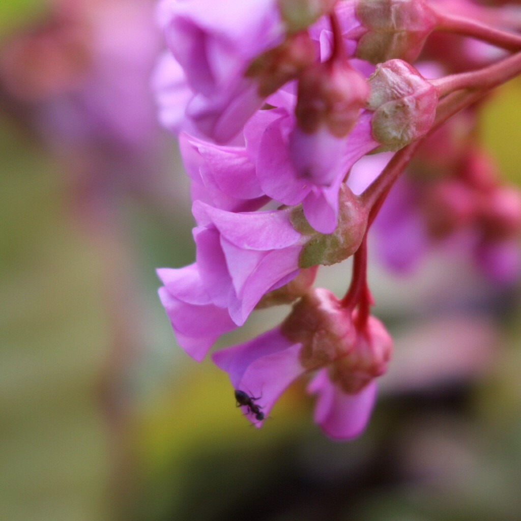 Lila Blüte mit Ameise Frühling 